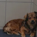 Pies do adopcji, Kraków, 14 kwietnia 2023