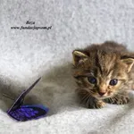 Kot do adopcji, Nowy Dwór Mazowiecki, 28 kwietnia 2023