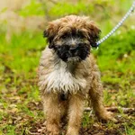Pies do adopcji, Elbląg, 26 kwietnia 2023