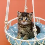 Kot do adopcji, Elbląg, 15 kwietnia 2023