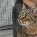 Znaleziono kota, Lublin, 18 czerwca 2019