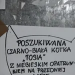 Zaginął kot, Łódź, 29 kwietnia 2023