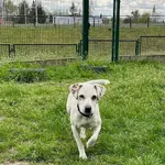 Pies do adopcji, Bydgoszcz, 7 maja 2023