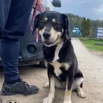 Znaleziono psa, Dąbrówka, 29 kwietnia 2023
