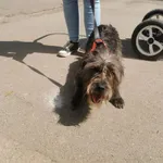 Znaleziono psa, Sosnowiec, 28 kwietnia 2023