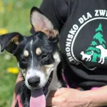 Pies do adopcji, Olsztyn, 12 kwietnia 2023
