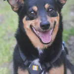 Pies do adopcji, Zielona Góra, 3 maja 2023
