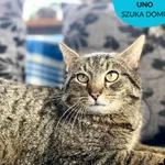 Kot do adopcji, Dąbrówka, 5 maja 2023