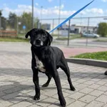 Znaleziono psa, Puławy, 28 kwietnia 2023