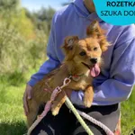 Pies do adopcji, Dąbrówka, 5 maja 2023