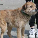 Pies do adopcji, Nowy Dwór Mazowiecki, 27 kwietnia 2023