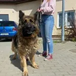 Znaleziono psa, Świdnica, 5 maja 2023