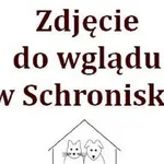 Znaleziono kota, Warszawa, 6 maja 2023