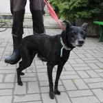 Znaleziono psa, Łódź, 6 maja 2023