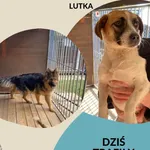 Znaleziono psa, Dąbrówka, 5 maja 2023