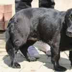 Pies do adopcji, Nowy Dwór Mazowiecki, 6 maja 2023