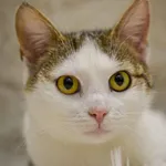 Kot do adopcji, Radom, 17 czerwca 2023