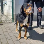 Znaleziono psa, Bydgoszcz, 28 kwietnia 2023