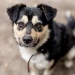 Pies do adopcji, Jabłonna, 7 maja 2023