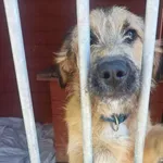 Pies do adopcji, Gorzów Wielkopolski, 2 maja 2023