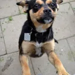 Pies do adopcji, Rzeszów, 8 maja 2023