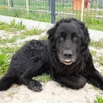 Znaleziono psa, Racławice, 5 maja 2023