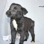 Pies do adopcji, Nowy Dwór Mazowiecki, 6 maja 2023