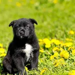 Pies do adopcji, Elbląg, 4 maja 2023