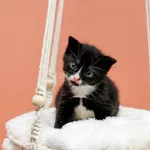 Kot do adopcji, Elbląg, 8 maja 2023