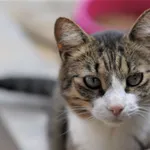 Kot do adopcji, Olsztyn, 24 kwietnia 2023