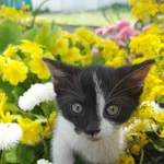 Kot do adopcji, Zielona Góra, 10 maja 2023
