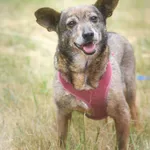 Pies do adopcji, Zielona Góra, 11 maja 2023
