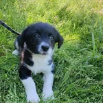 Pies do adopcji, Henrykowo, 11 maja 2023
