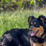 Pies do adopcji, Pieczyska, 11 maja 2023