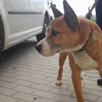 Znaleziono psa, Świdnica, 10 maja 2023