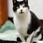 Kot do adopcji, Elbląg, 22 czerwca 2022