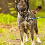 Pies do adopcji, Elbląg, 19 kwietnia 2023