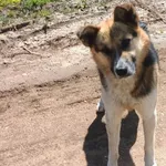 Znaleziono psa, Toruń, 30 kwietnia 2023