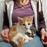 Znaleziono kota, Toruń, 8 stycznia 2023