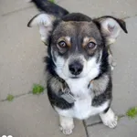 Pies do adopcji, Rzeszów, 12 maja 2023