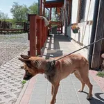 Pies do adopcji, Młodolino, 10 maja 2023