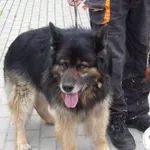Znaleziono psa, Bielsko-Biała, 13 maja 2023