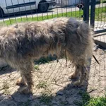 Znaleziono psa, Racławice, 12 maja 2023