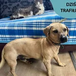 Znaleziono psa, Dąbrówka, 3 maja 2023