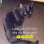 Zaginął kot, Łódź, 5 marca 2022