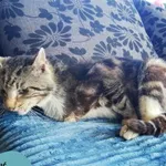 Znaleziono kota, Dąbrówka, 13 maja 2023