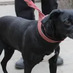 Znaleziono psa, Łódź, 6 marca 2021