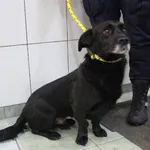 Znaleziono psa, Łódź, 12 grudnia 2021