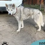 Znaleziono psa, Dąbrówka, 5 kwietnia 2023