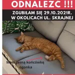Zaginął kot, Łódź, 29 grudnia 2021